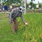 Ban chỉ đạo sản xuất nông nghiệp xã Nga Thái tổ chức Thăm đồng đánh giá năng suất, sản lượng lúa chiêm 2022